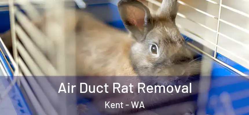 Air Duct Rat Removal Kent - WA